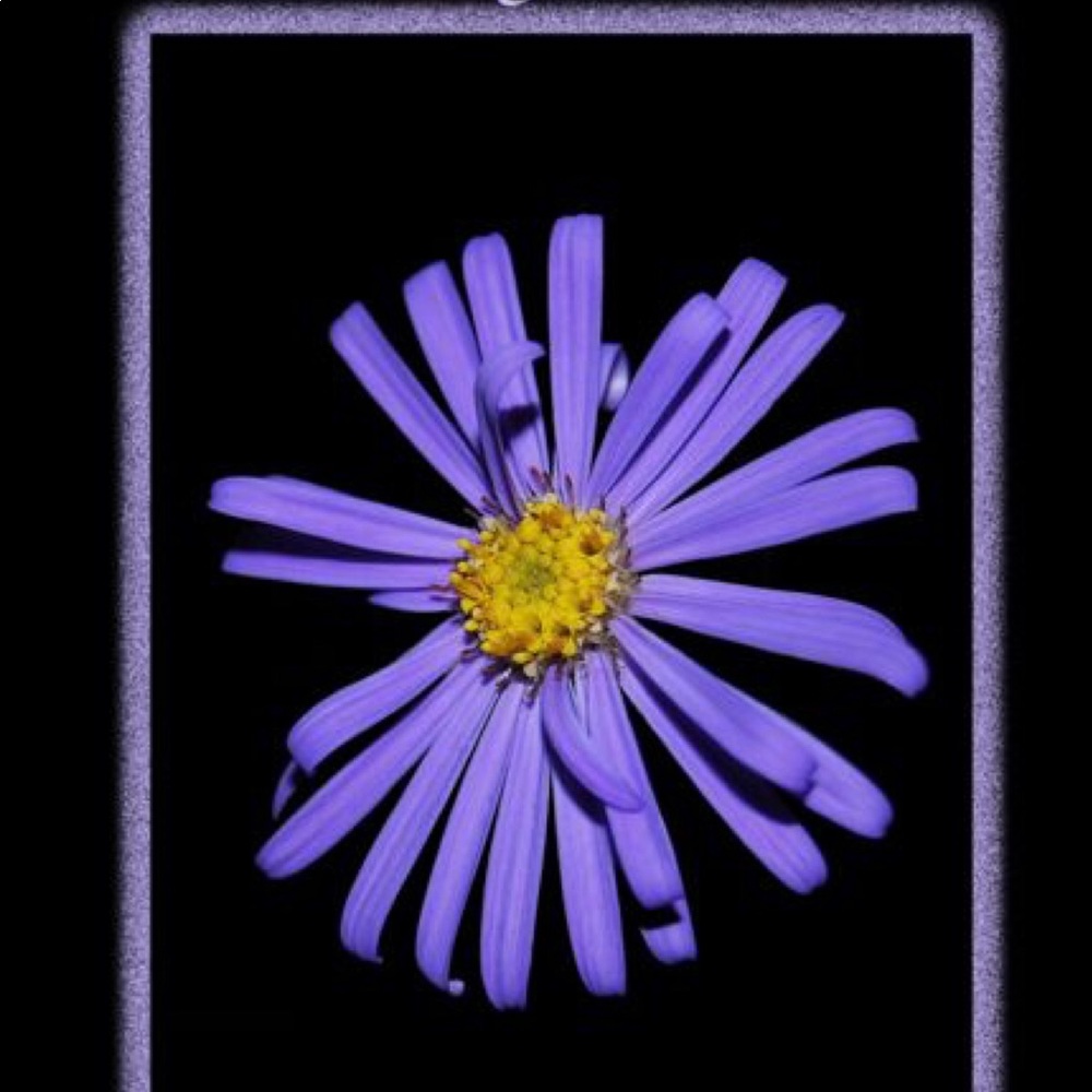 Meet your Posher, Carlin